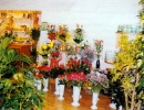 Гелена
