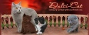 Dulsi-Cat